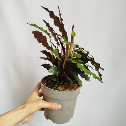 Calathea Rufibarba