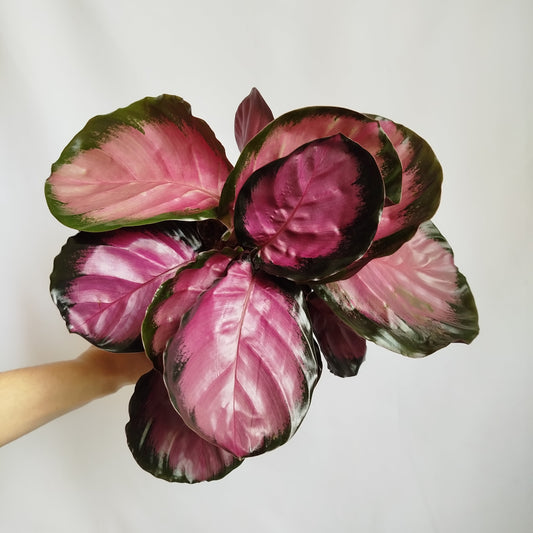 Calathea Dottie Crimson 