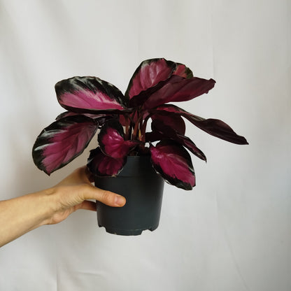 Calathea Dottie Crimson