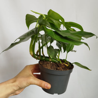 Monstera Minima (Rhaphidophora tetrasperma)