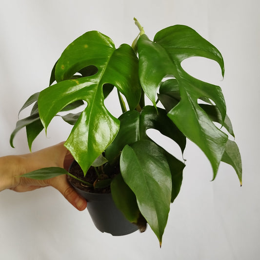 Monstera Minima (Rhaphidophora tetrasperma)