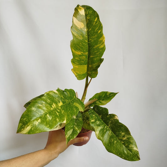 Philodendron Ring of Fire