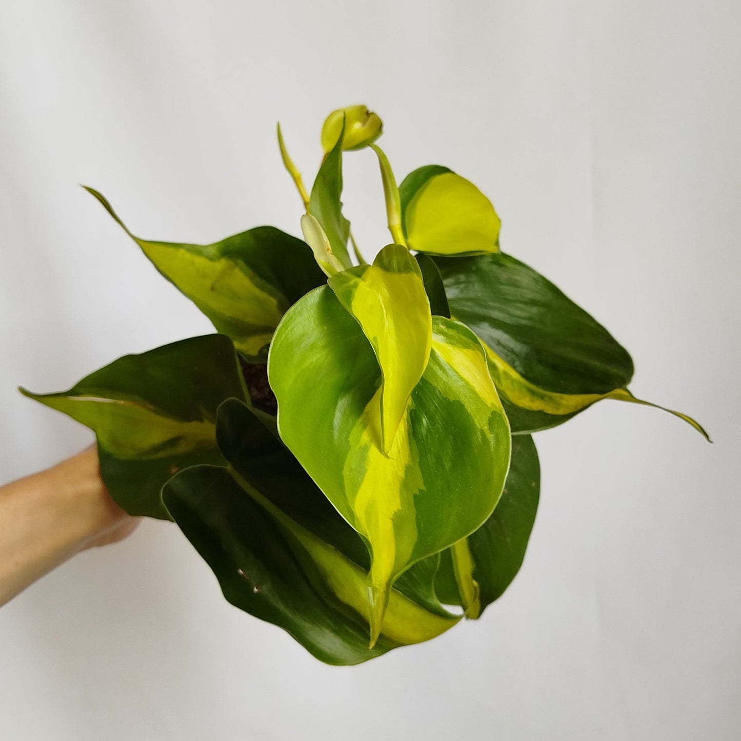 Philodendron Brasil