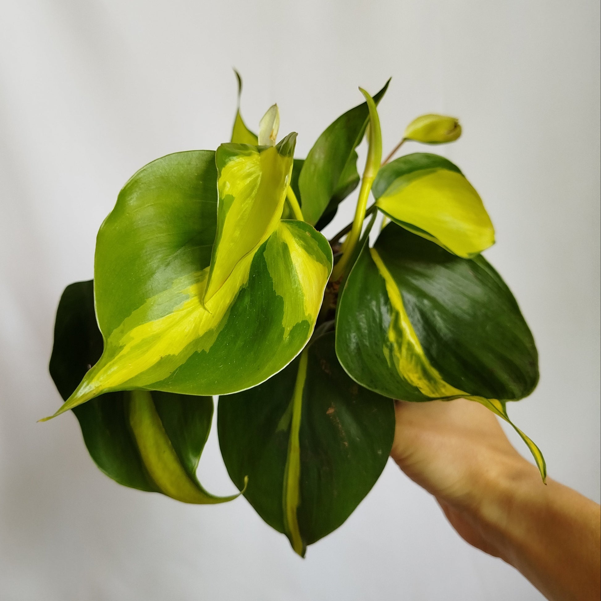 Philodendron Brasil