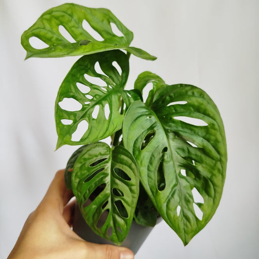 Monstera Adansonii