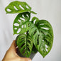 Monstera Adansonii