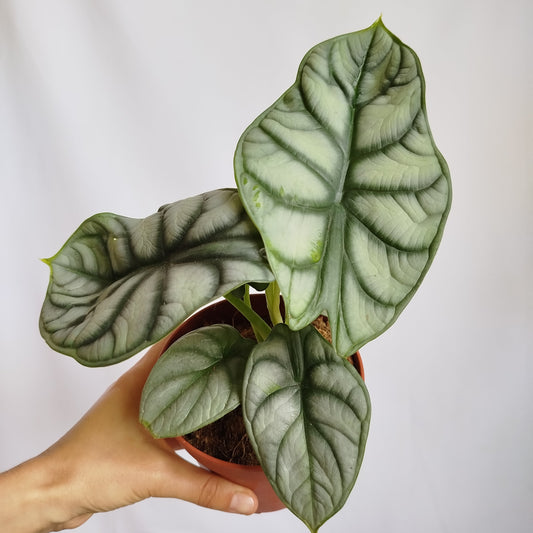 Alocasia Dragon Scale