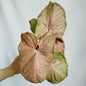 Syngonium Neon