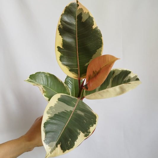 Ficus Tineke