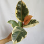 Ficus Tineke