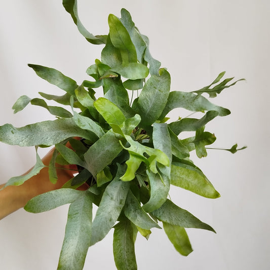 Helecho Azul - Phebodium Aureum