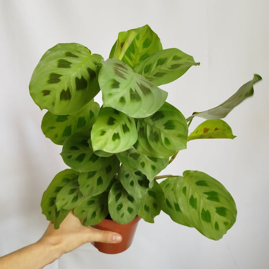 Maranta Kerchoveana