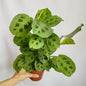 Maranta Kerchoveana