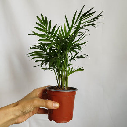 Chamaedorea Elegans - Palmera de salón