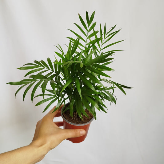 Chamaedorea Elegans - Palmera de salón