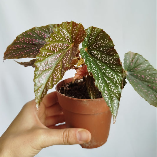 Begonia Maculata Pink Spot