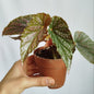 Begonia Maculata Pink Spot