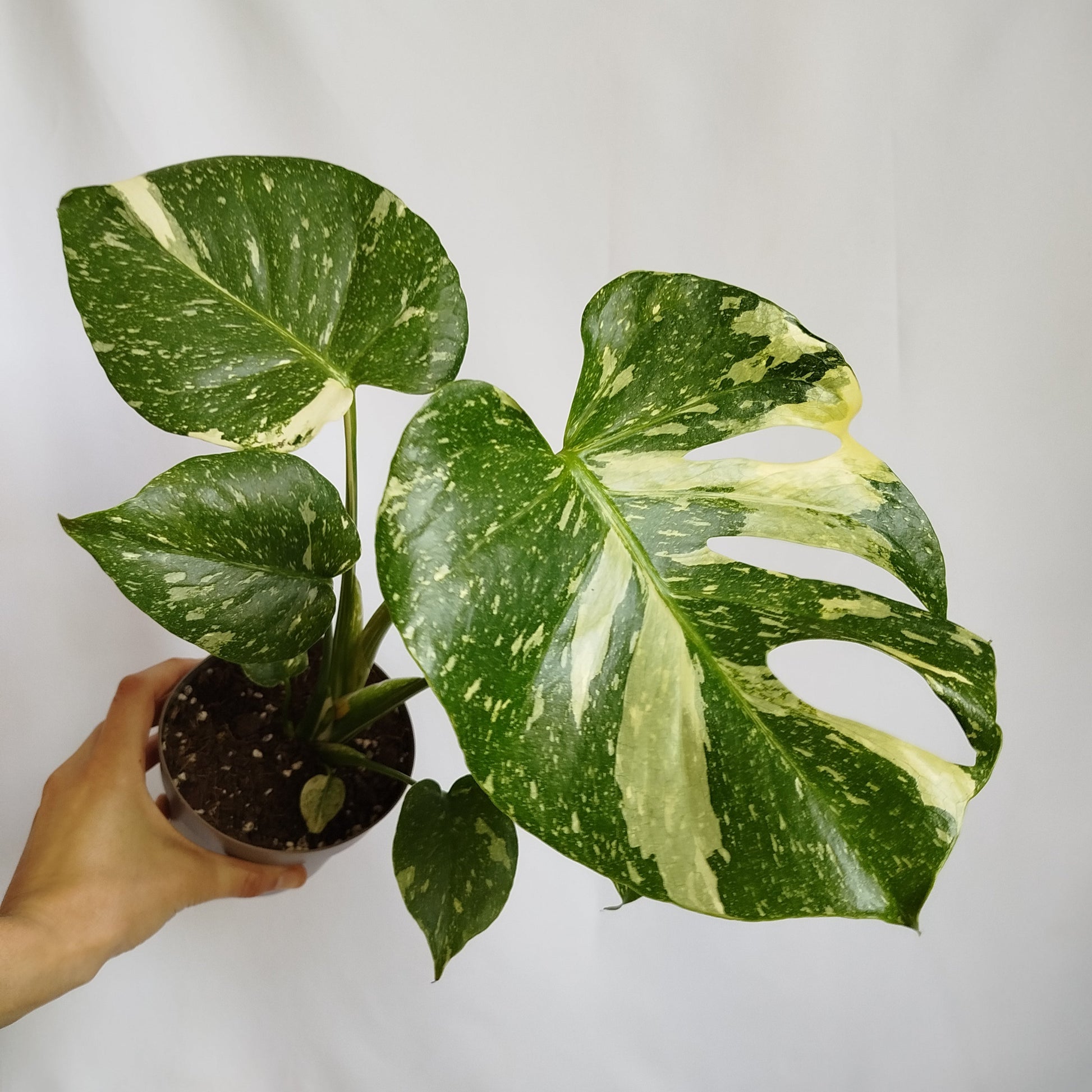 Monstera Thai Constelation