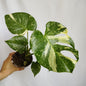 Monstera Thai Constelation