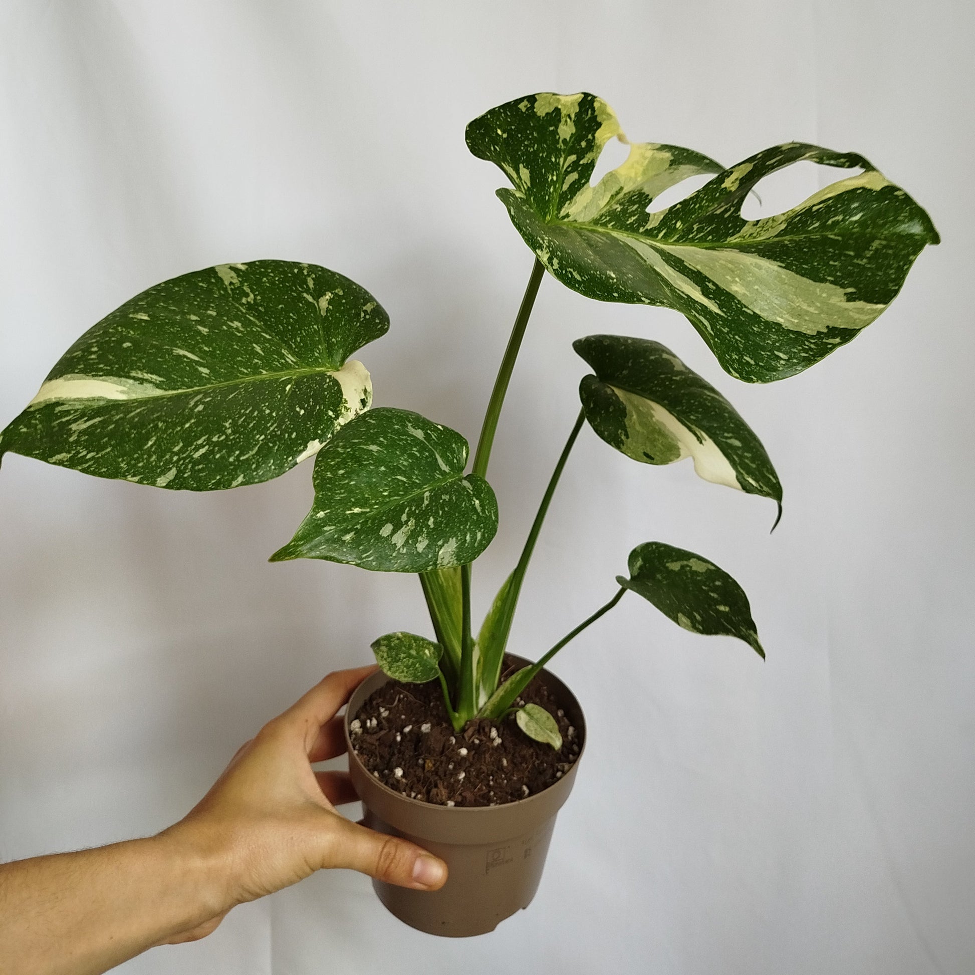 Monstera Thai Constelation
