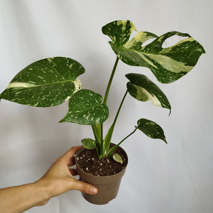 Monstera Thai Constelation