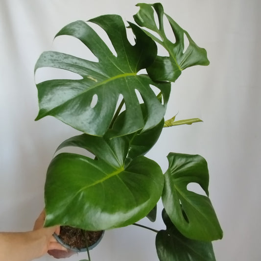 Monstera Deliciosa