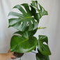 Monstera Deliciosa