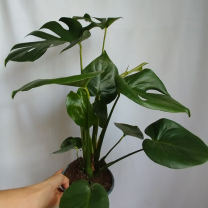 Monstera Deliciosa