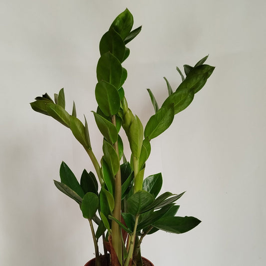 Zamioculca Zamiifolia