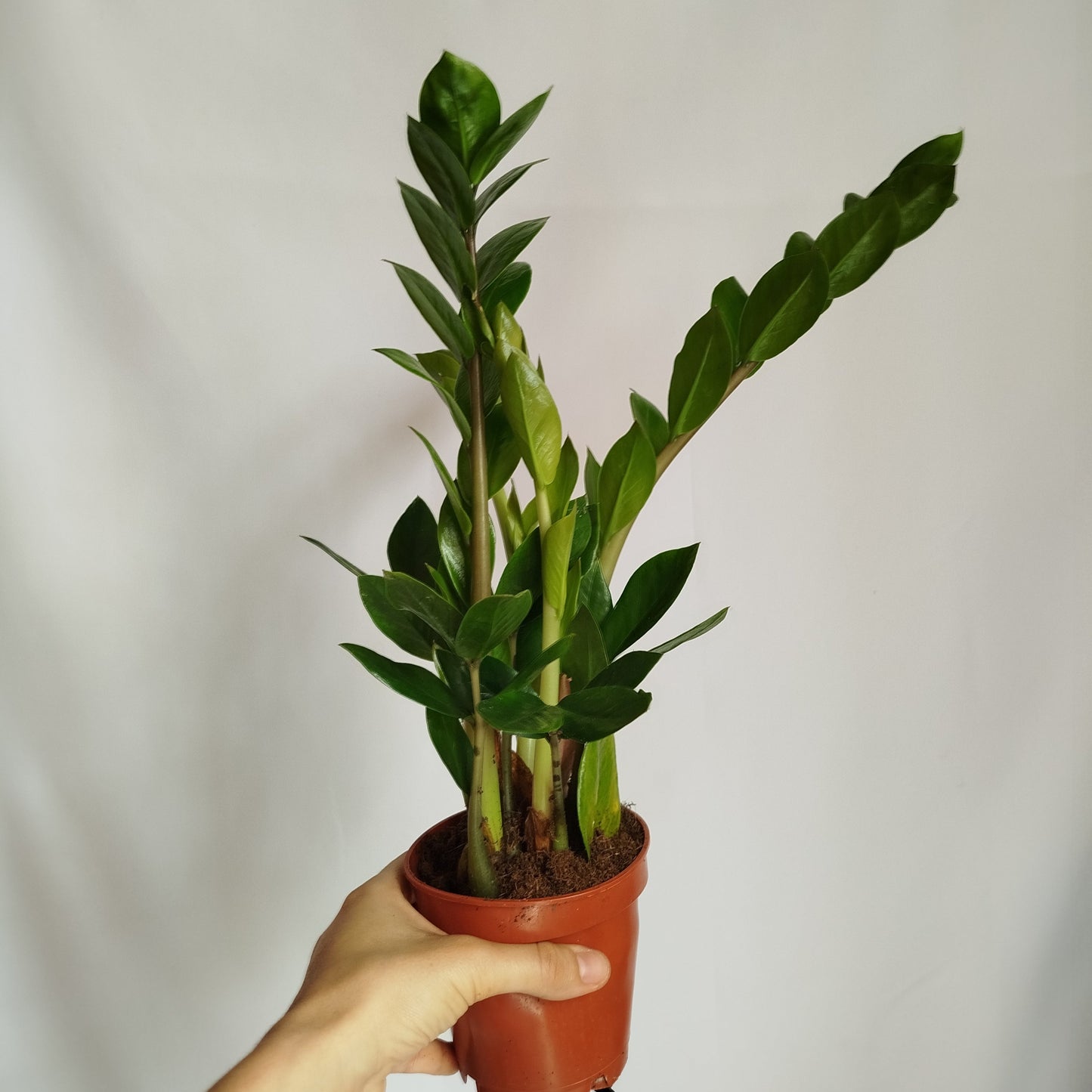 Zamioculca Zamiifolia
