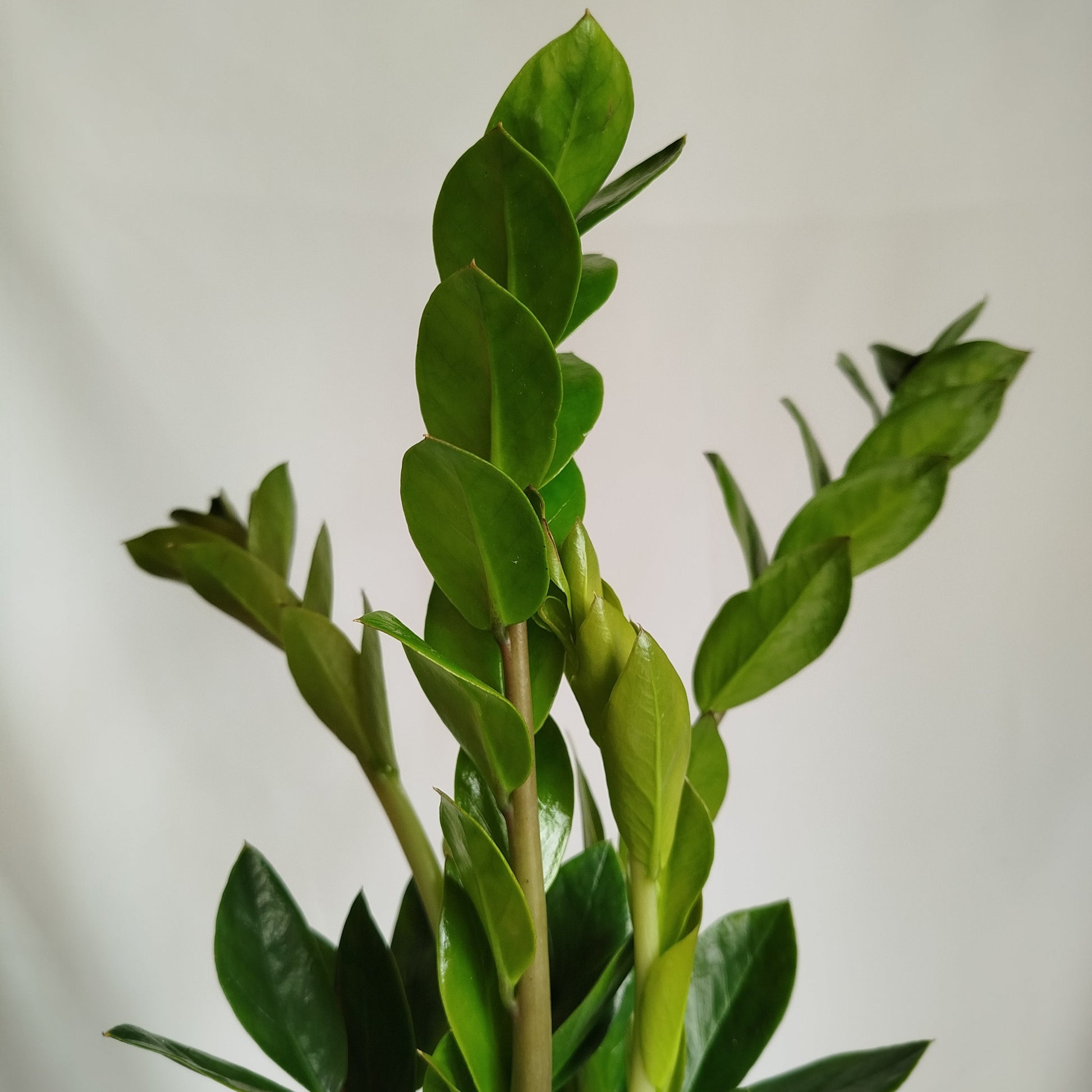 Zamioculca Zamiifolia