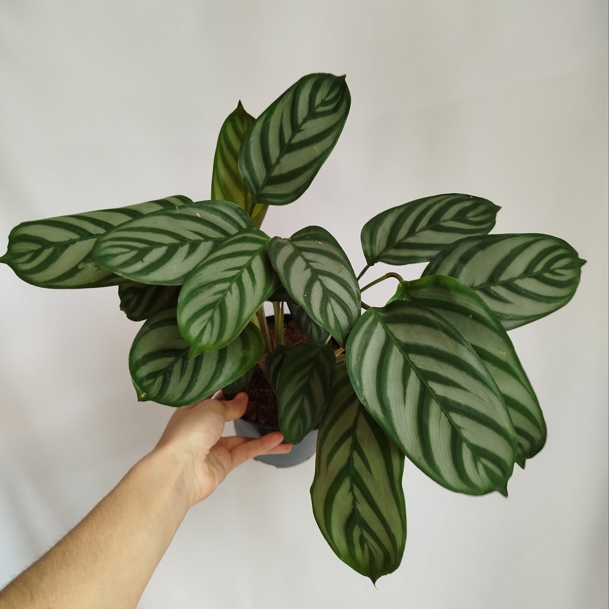 Ctenanthe Setosa