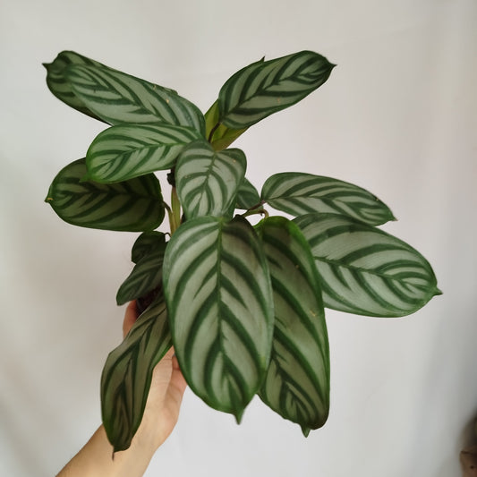Ctenanthe Setosa
