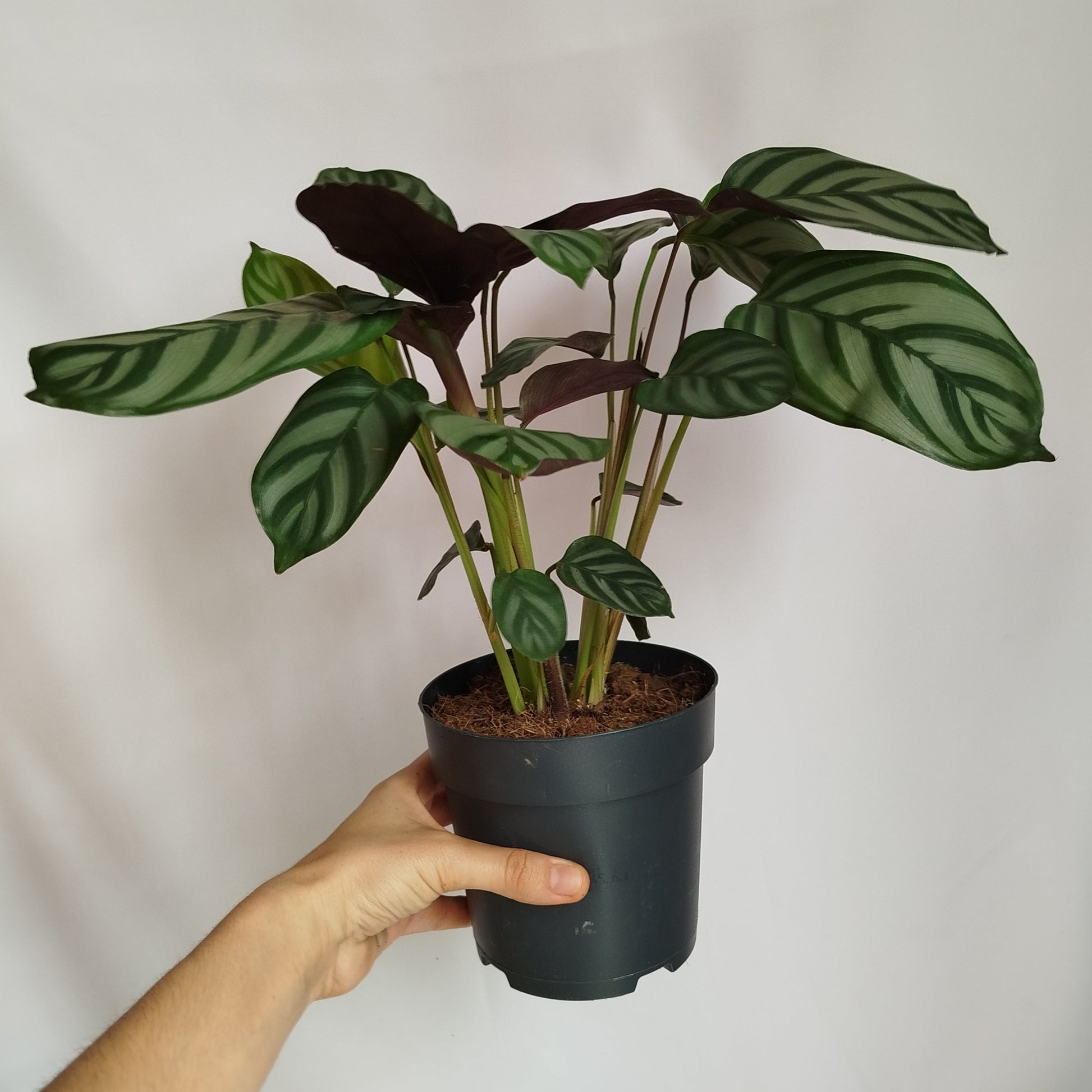 Ctenanthe Setosa