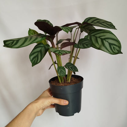 Ctenanthe Setosa