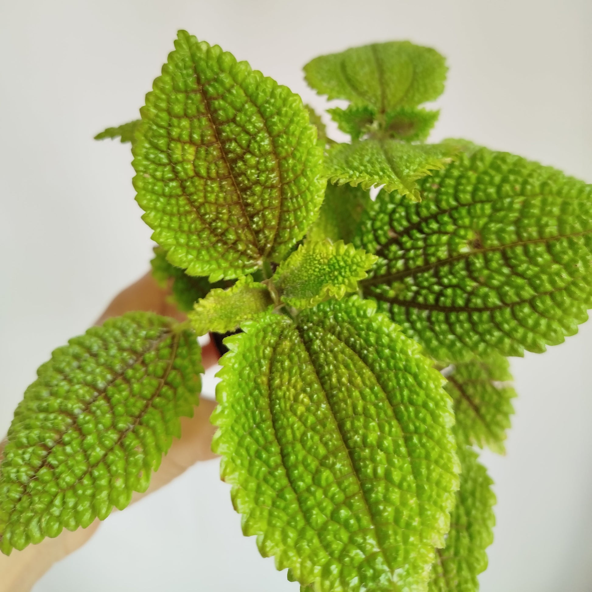 Pilea Moon Valley