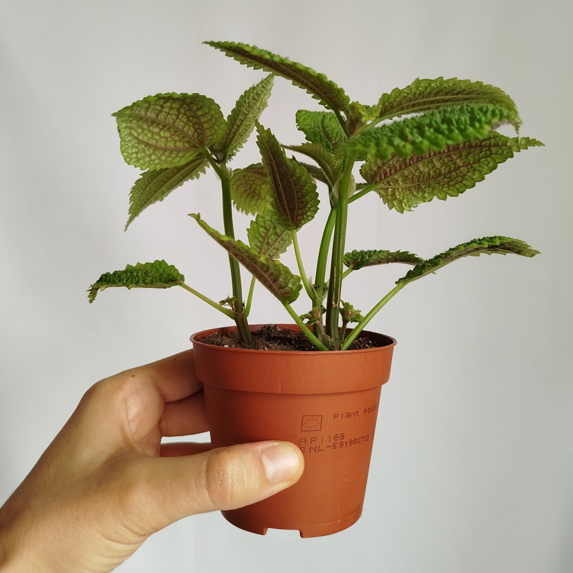 Pilea Moon Valley