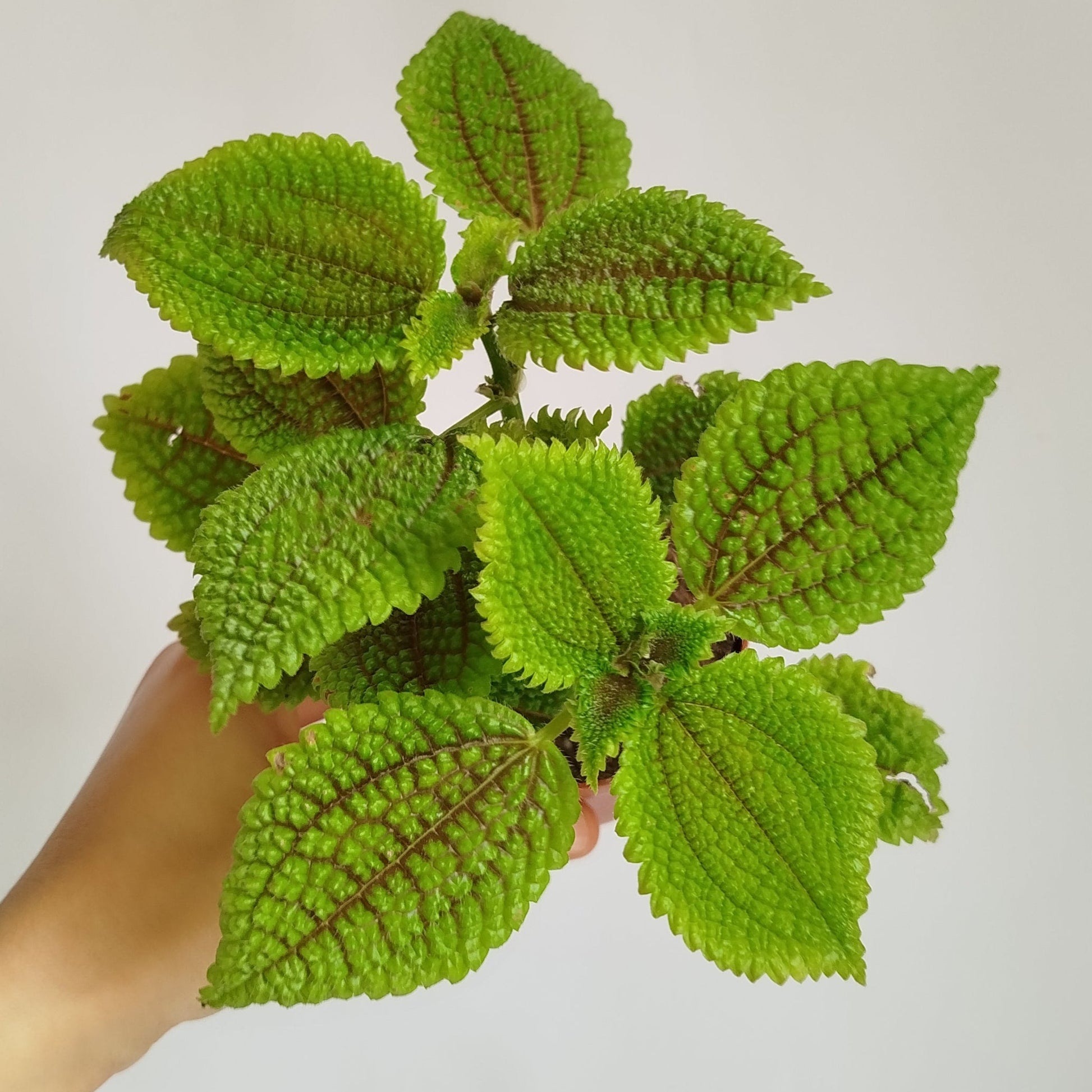 Pilea Moon Valley