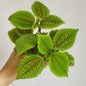 Pilea Moon Valley