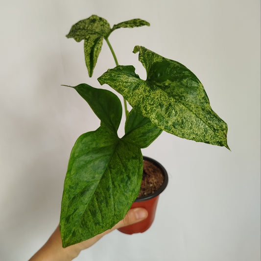 Syngonium Mojito