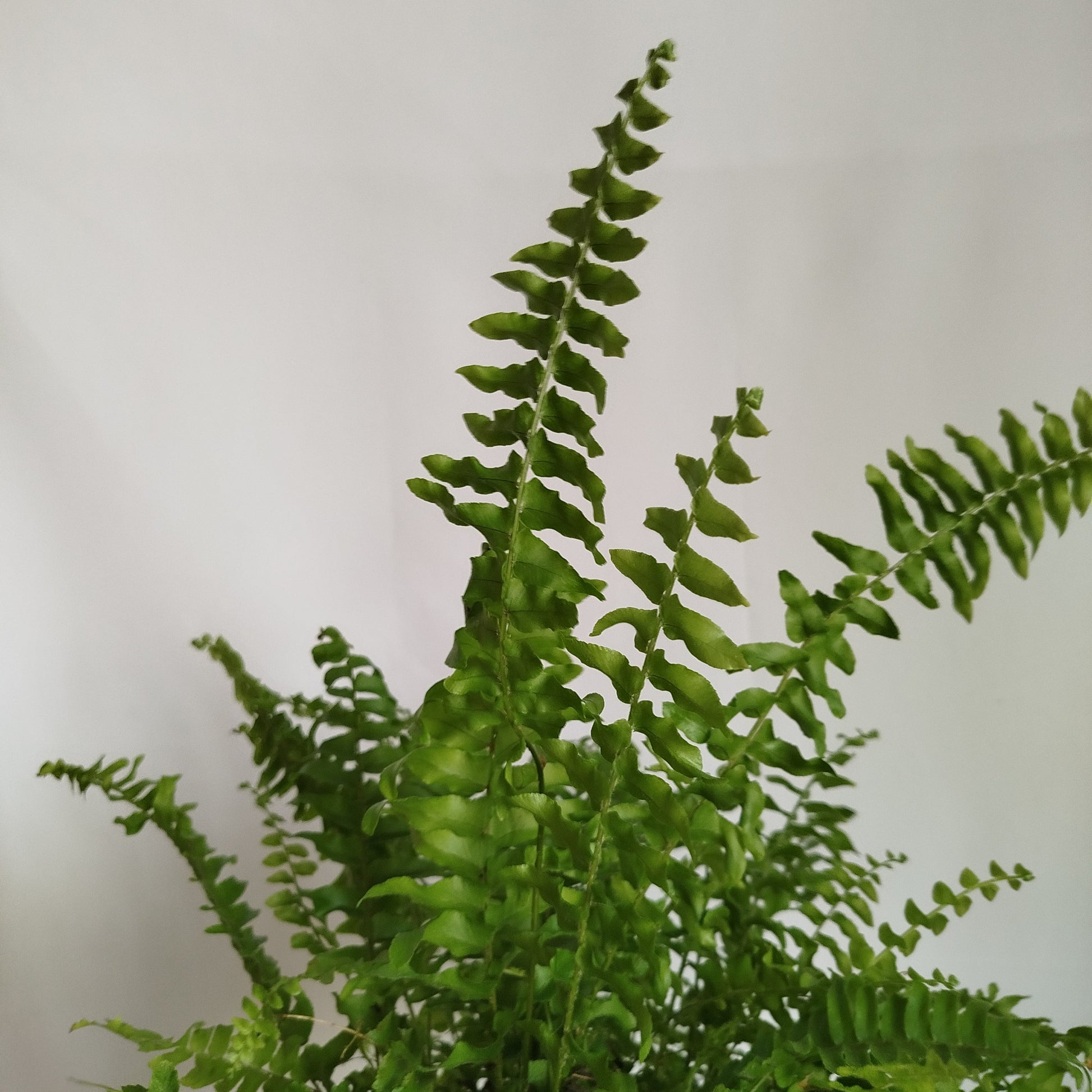 Helecho Espada - Nephrolepsis Exaltata