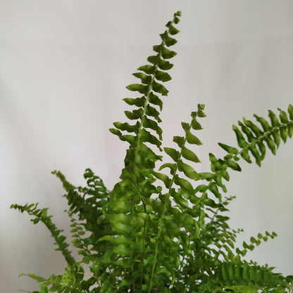 Helecho Espada - Nephrolepsis Exaltata
