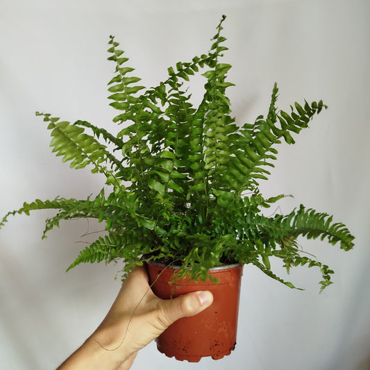 Helecho Espada - Nephrolepsis Exaltata