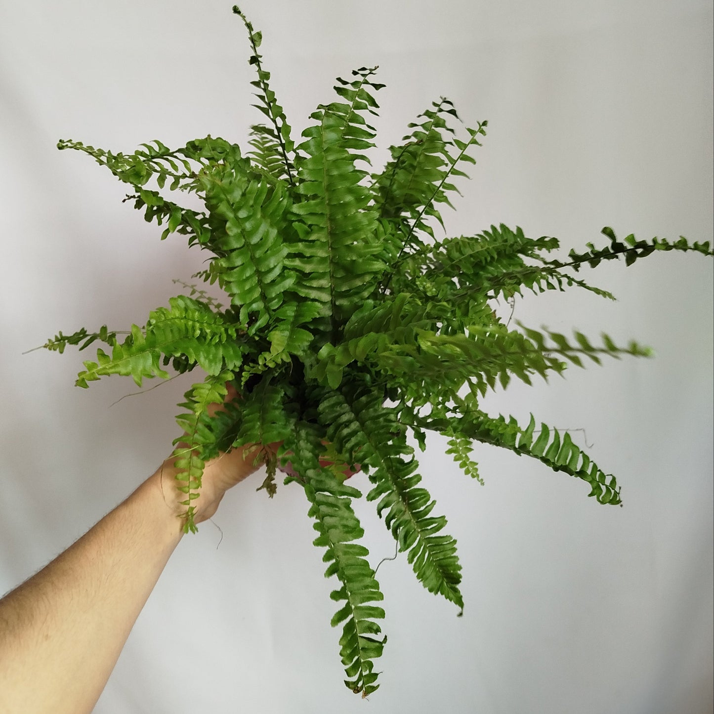 Helecho Espada - Nephrolepsis Exaltata