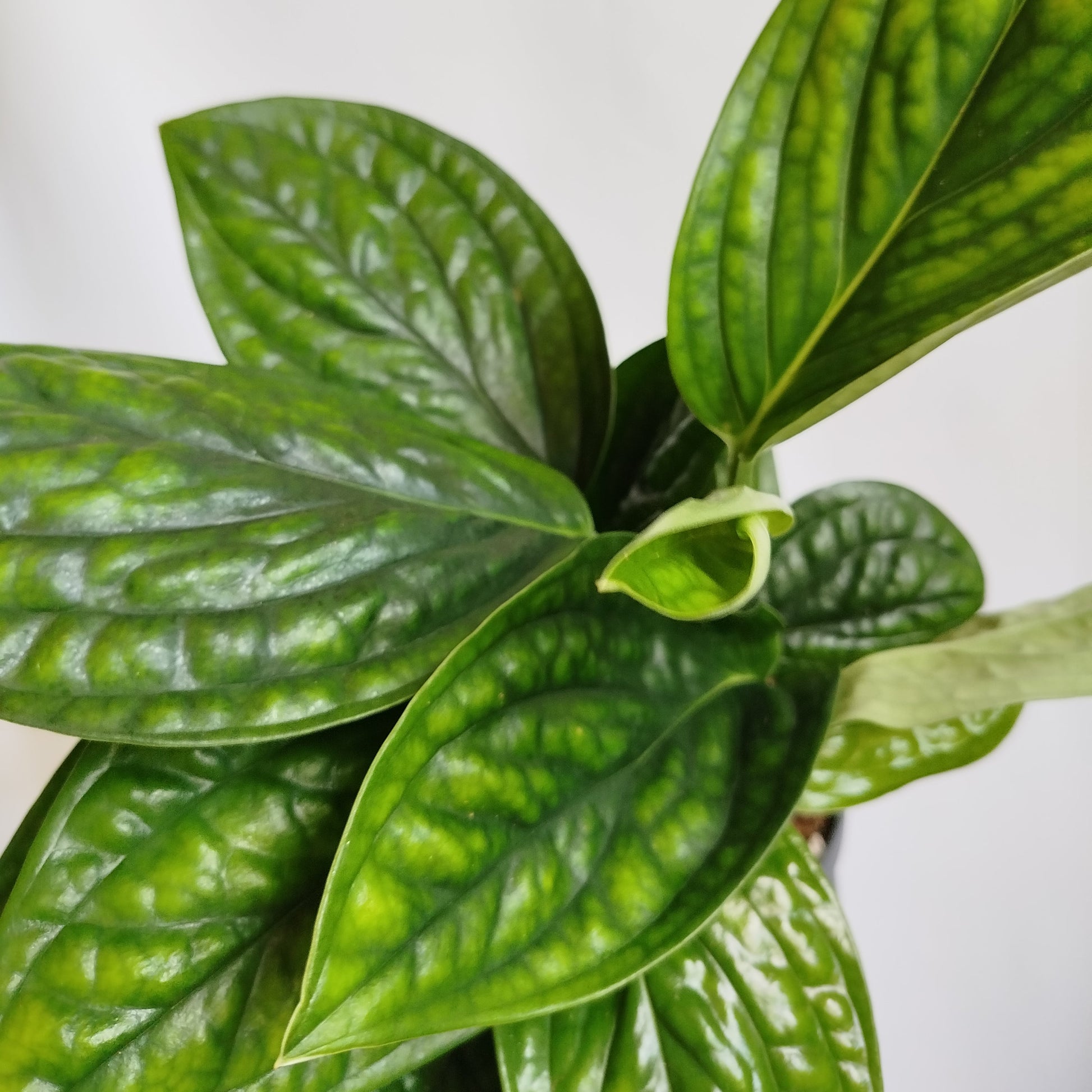Monstera Karstenianum