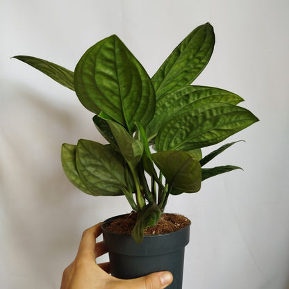 Monstera Karstenianum