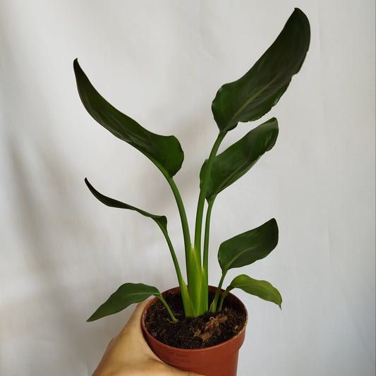 Strelitzia Reginae