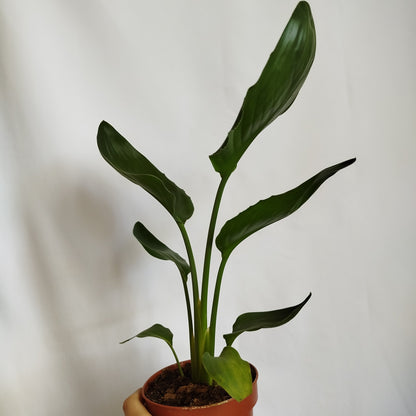 Strelitzia Reginae