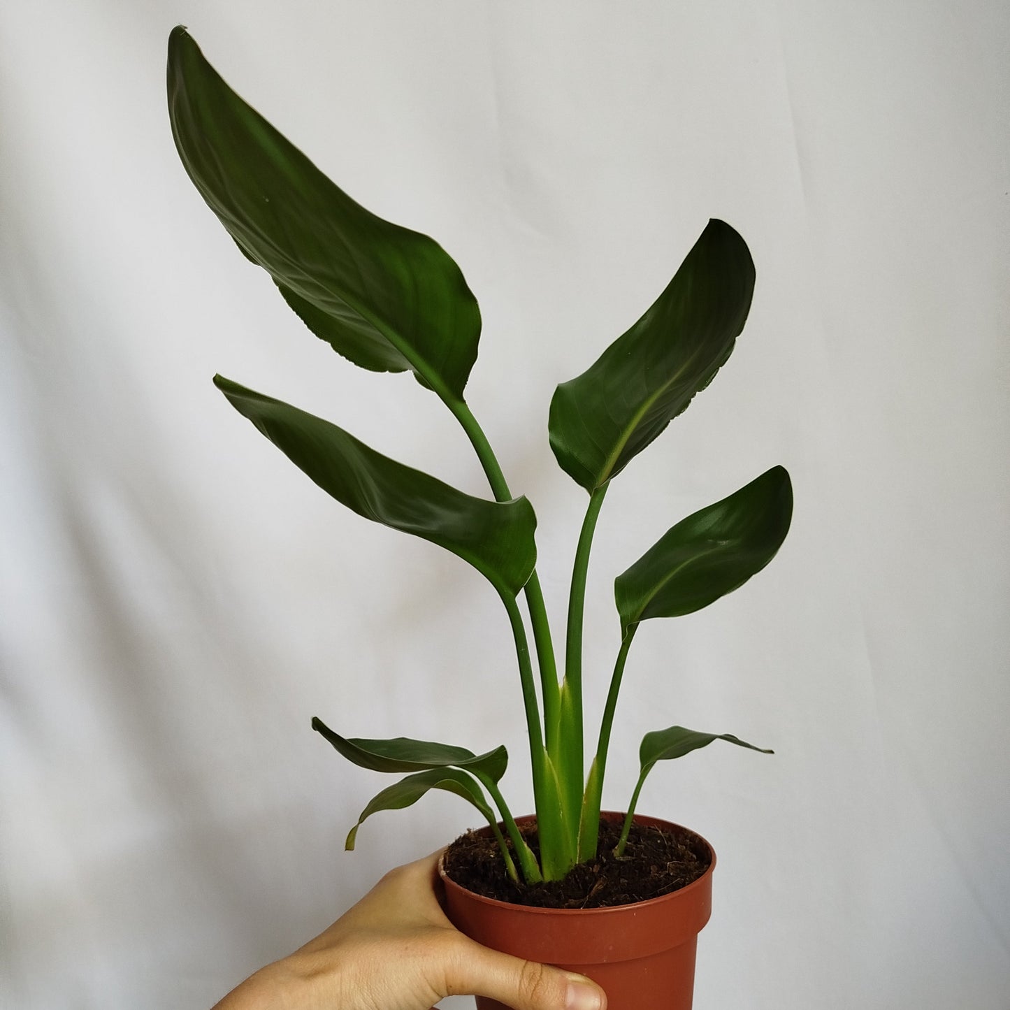 Strelitzia Reginae