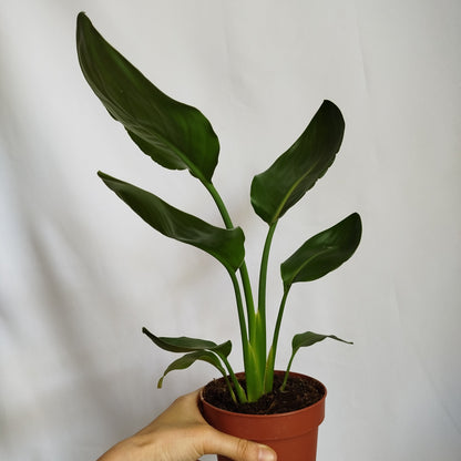 Strelitzia Reginae